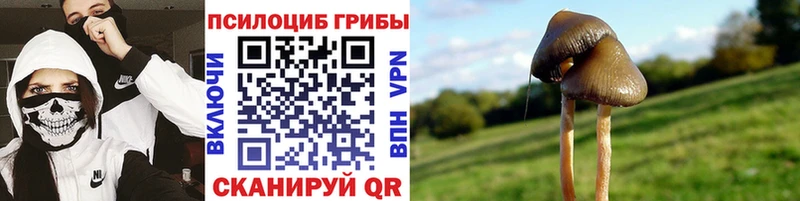 omg ссылки Вихоревка Псилоцибиновые грибы GOLDEN TEACHER